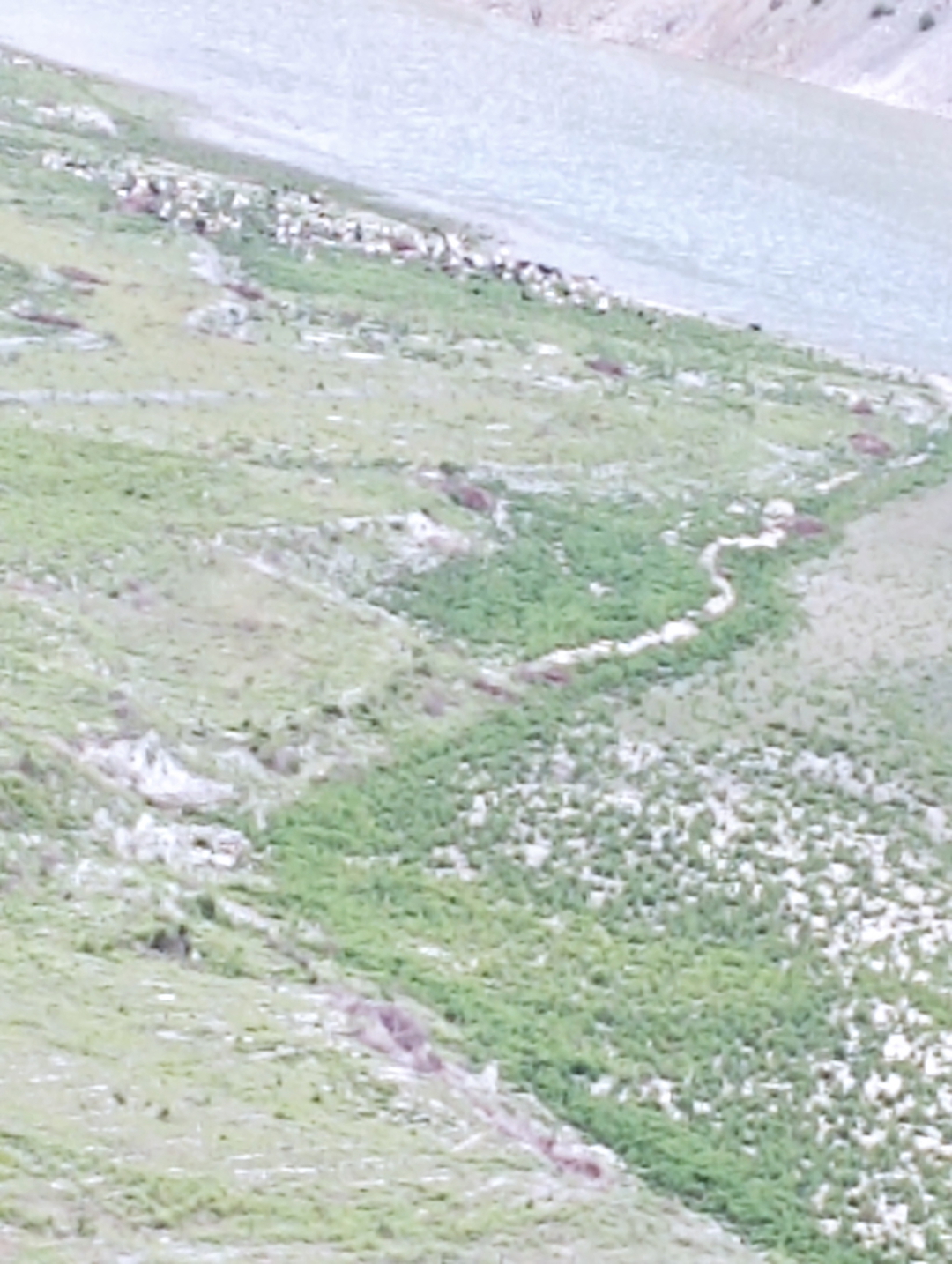 Doğal