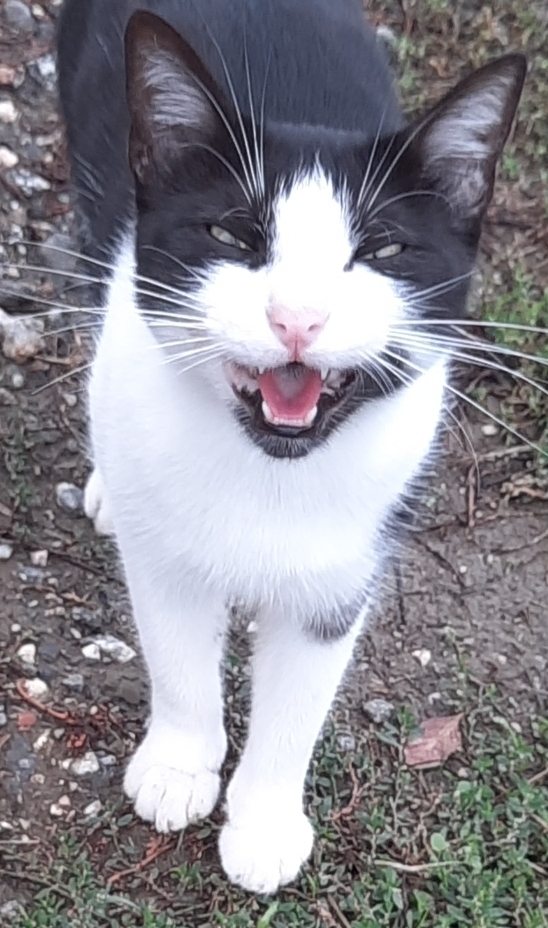 Kedi