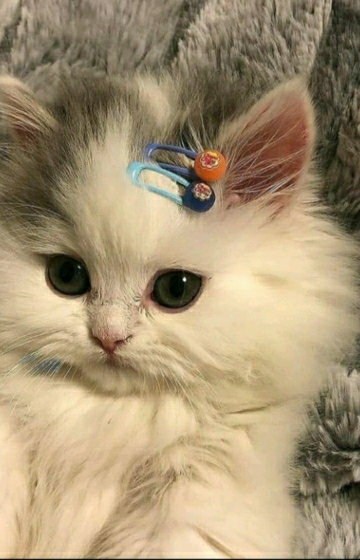 Dersu
