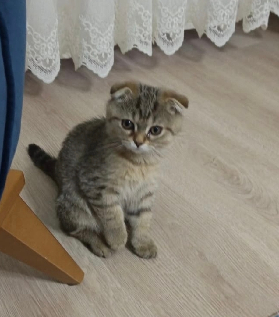 FATİH