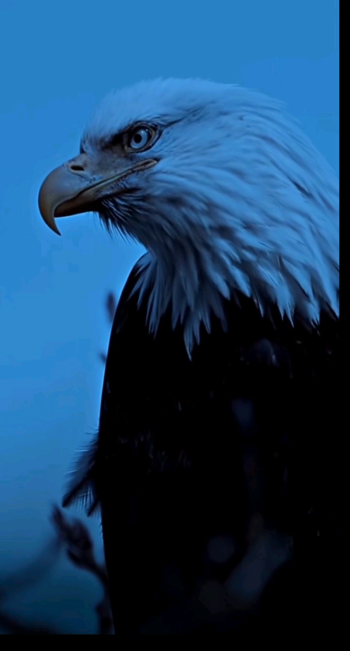 Kadir