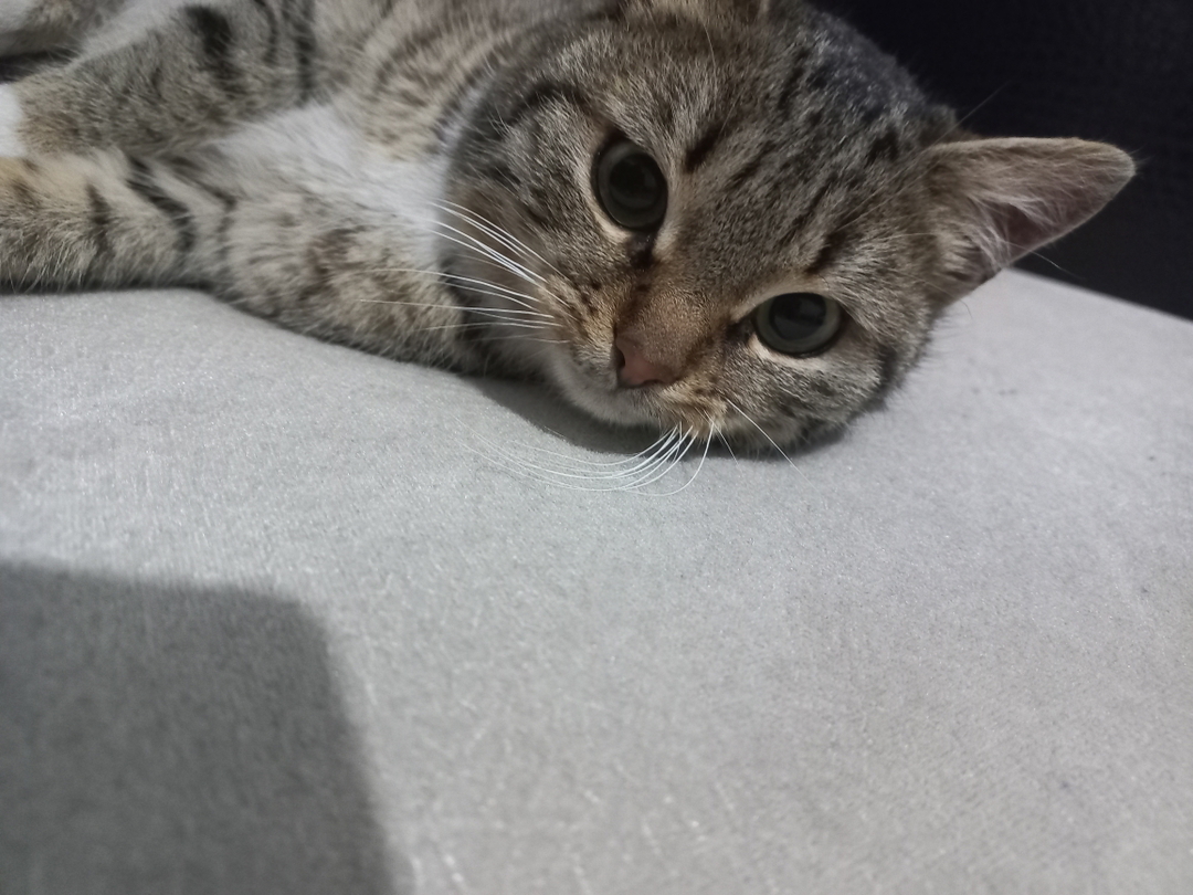 Nurcan