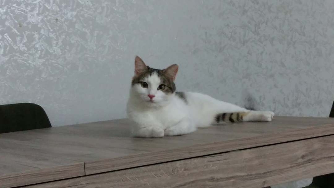 Belgin