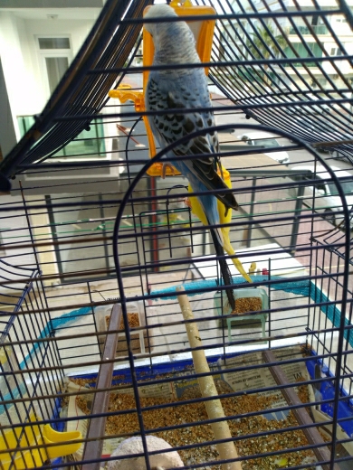 Erkan