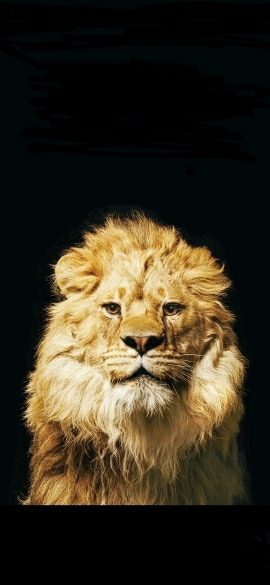 Murat