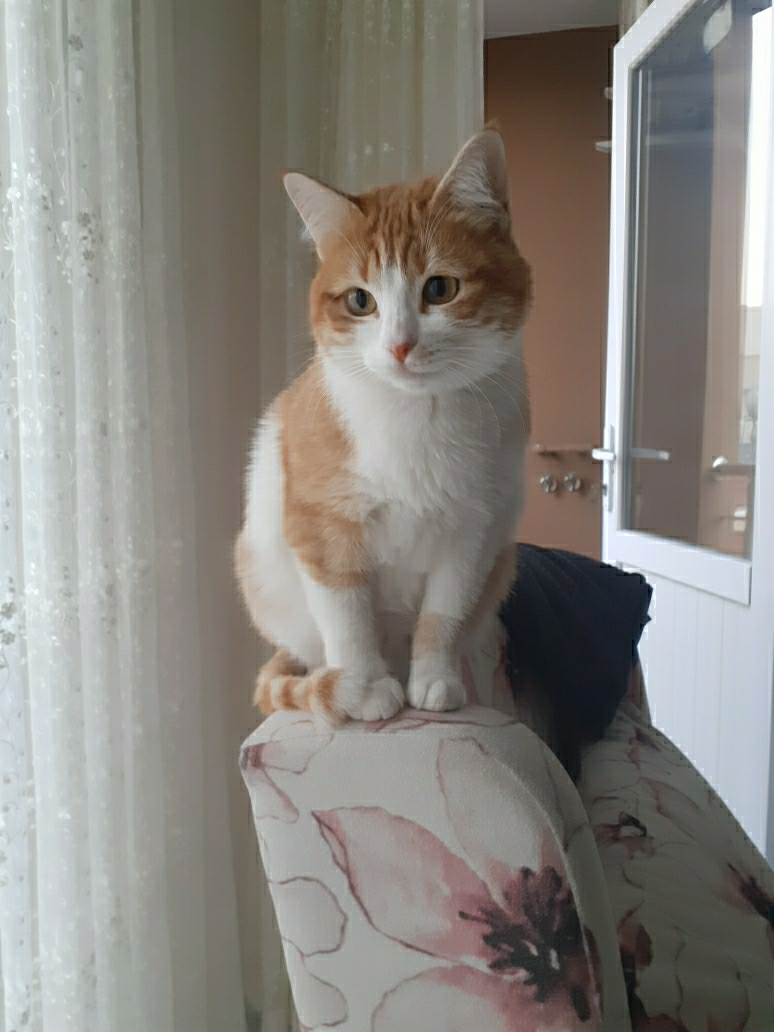 Yıldız