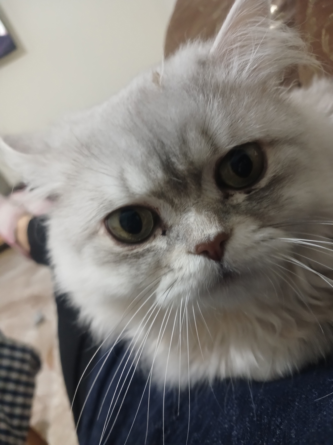 Melek