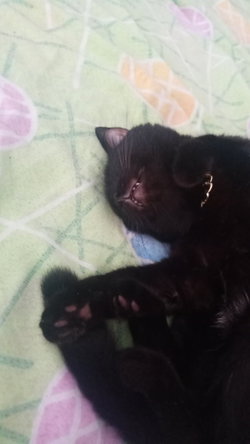 Ferdi