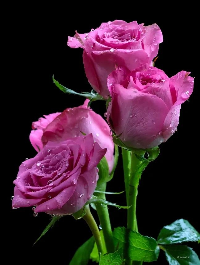 Sayeed