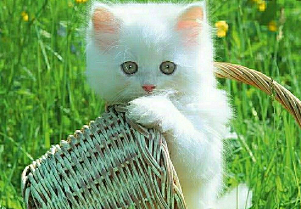 Melek