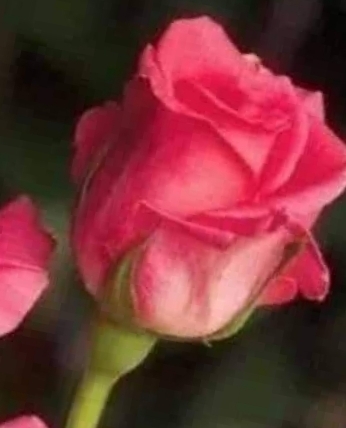 Abhijith