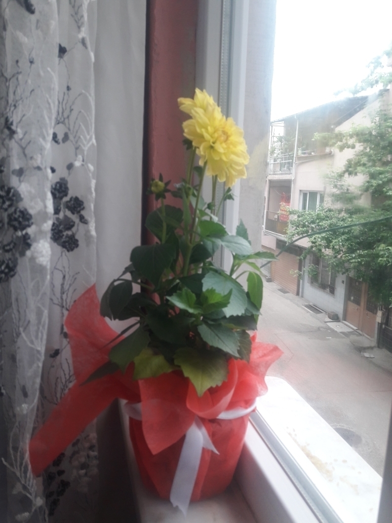 Kaan