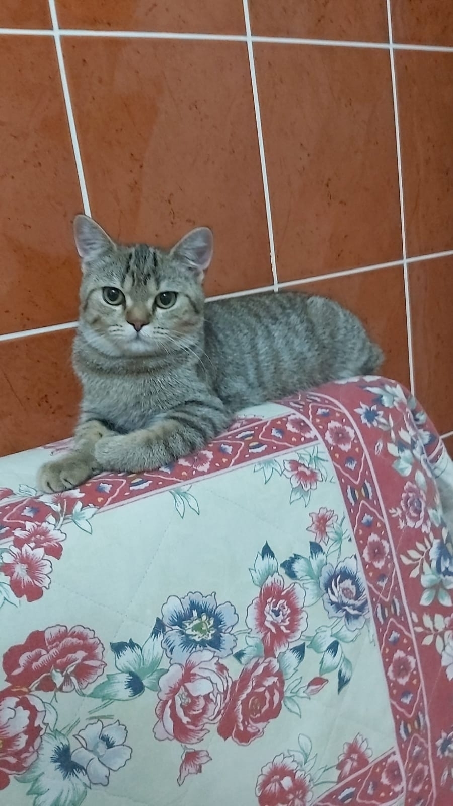 Ümit