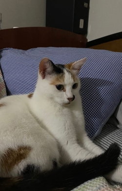 Fatma