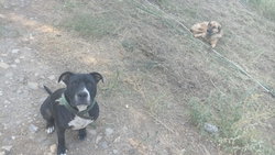 zafer