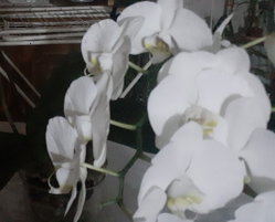Sema