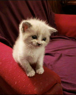 Felicity