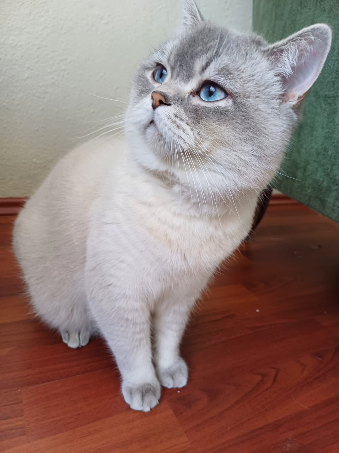 Özge
