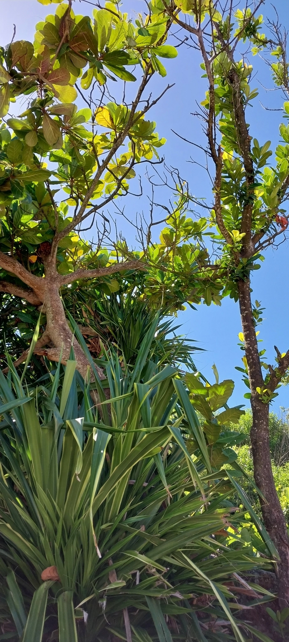 Djanira