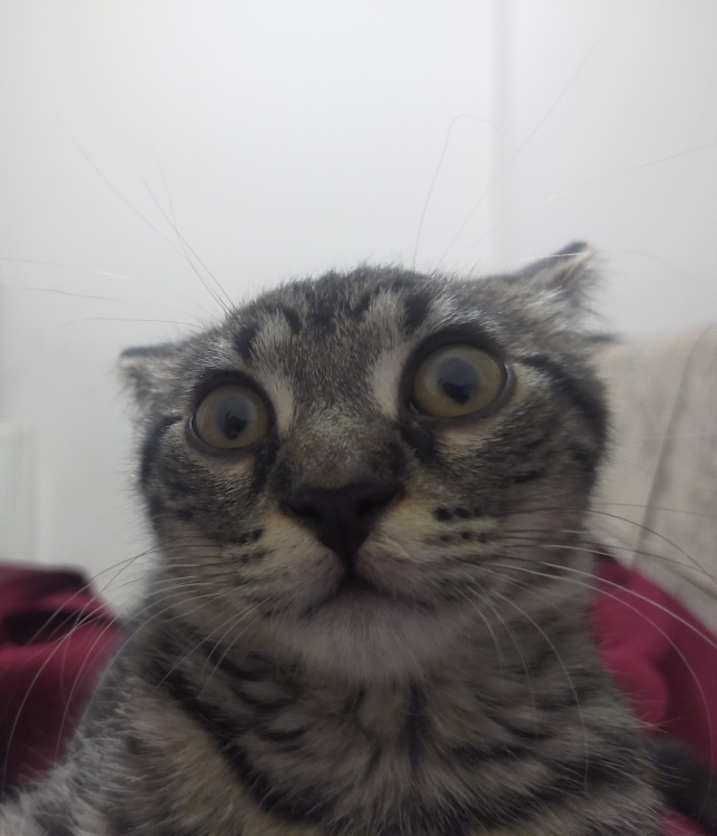 Tuğçe
