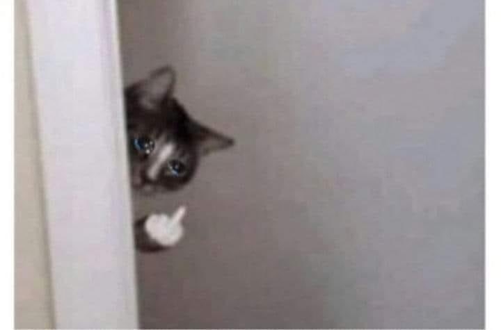 Bi