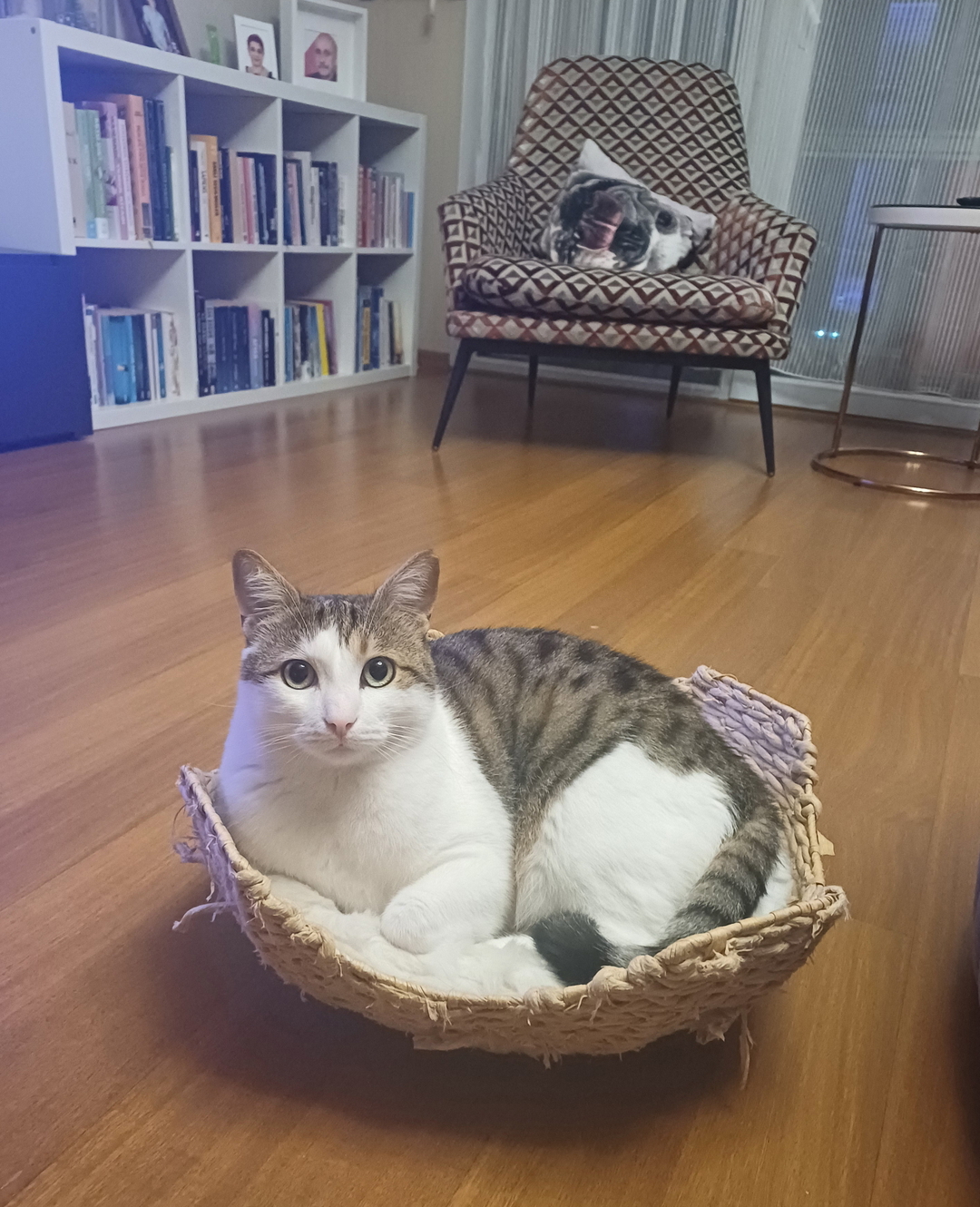 Tülay