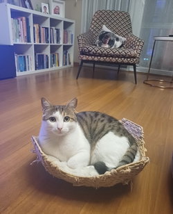 Tülay