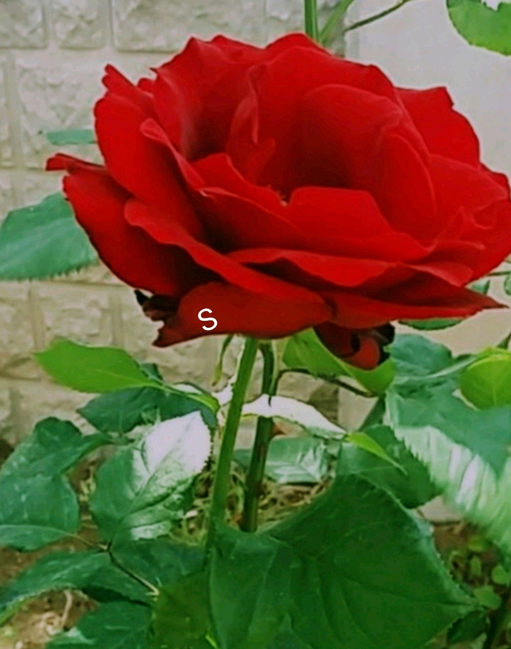 Dmrbş