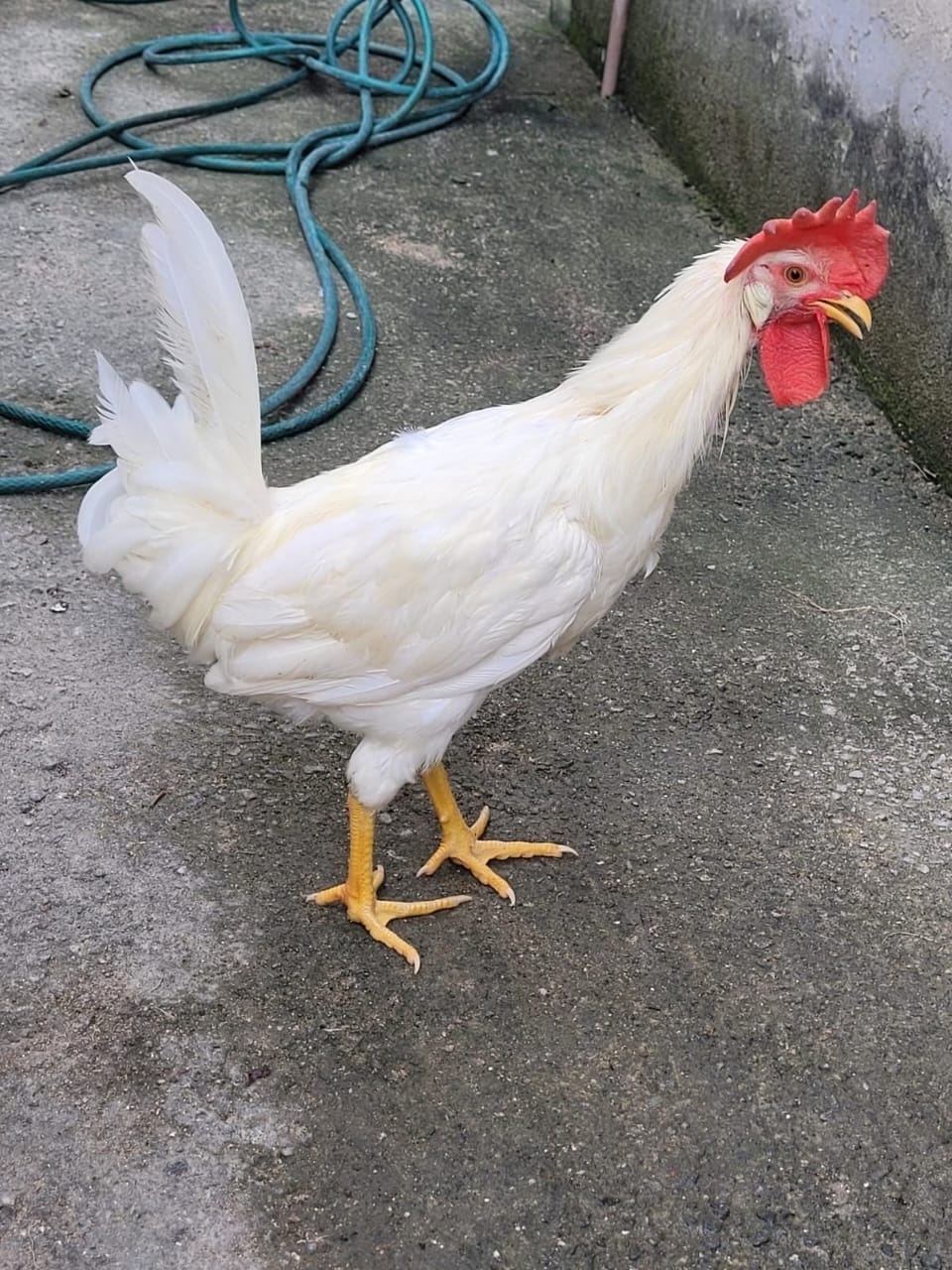 Fábio