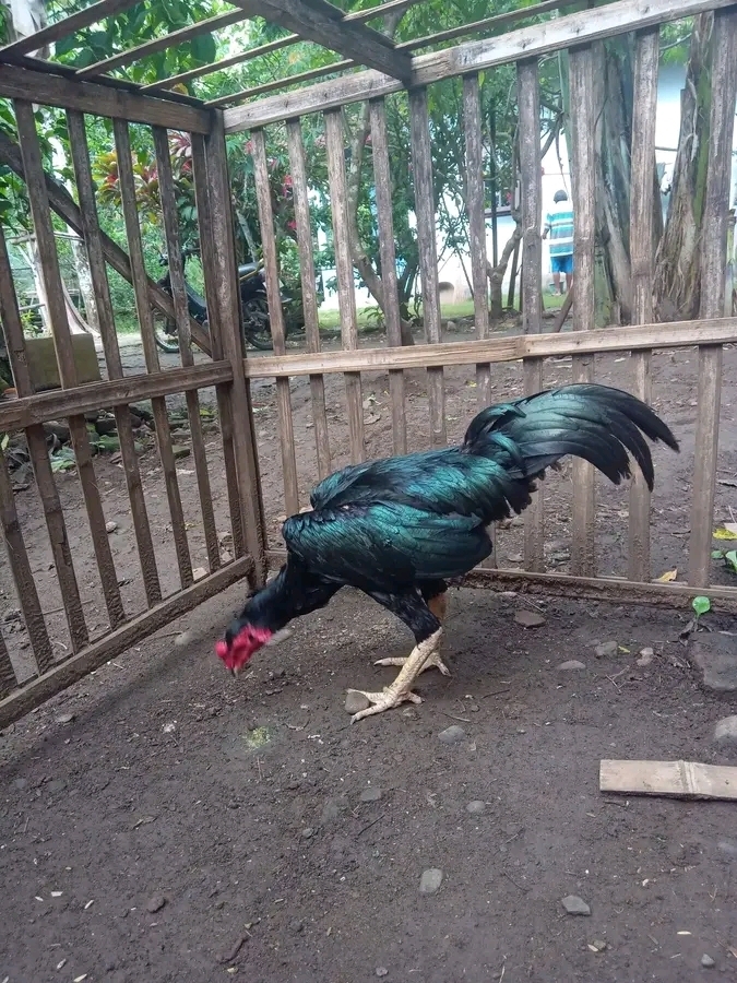 Koko