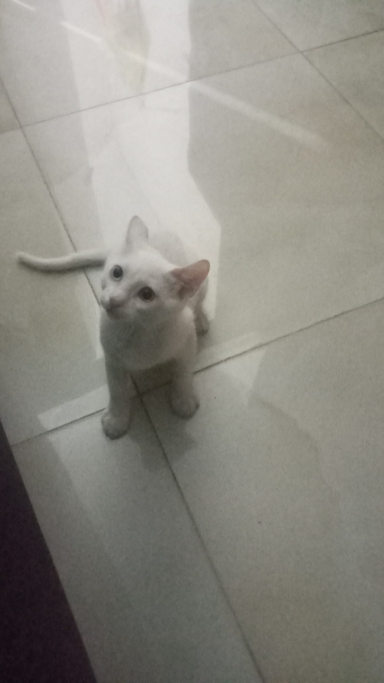Engin