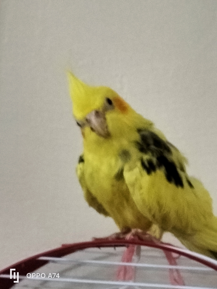 Serdal