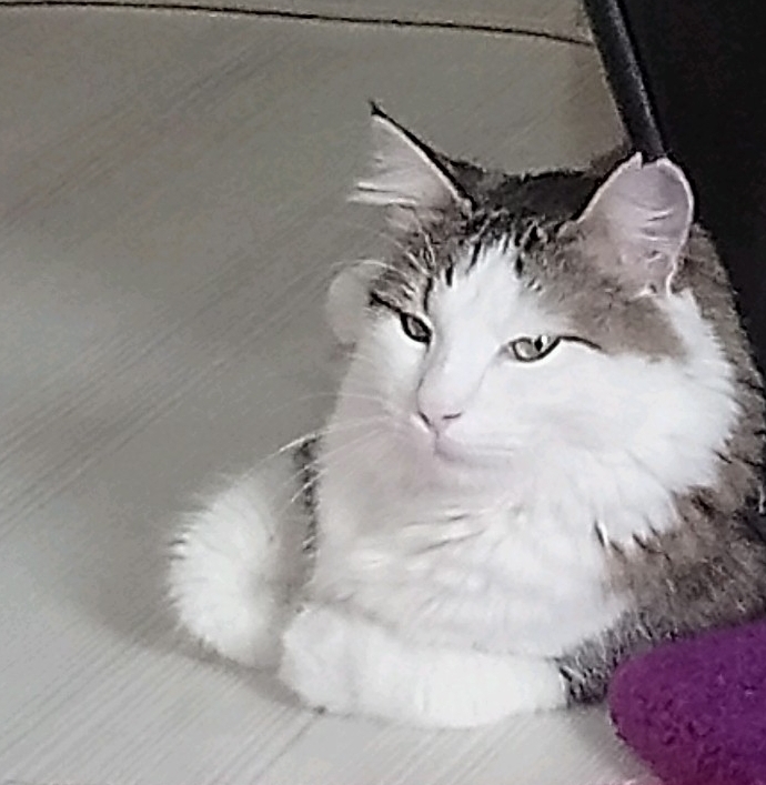 Kürşat