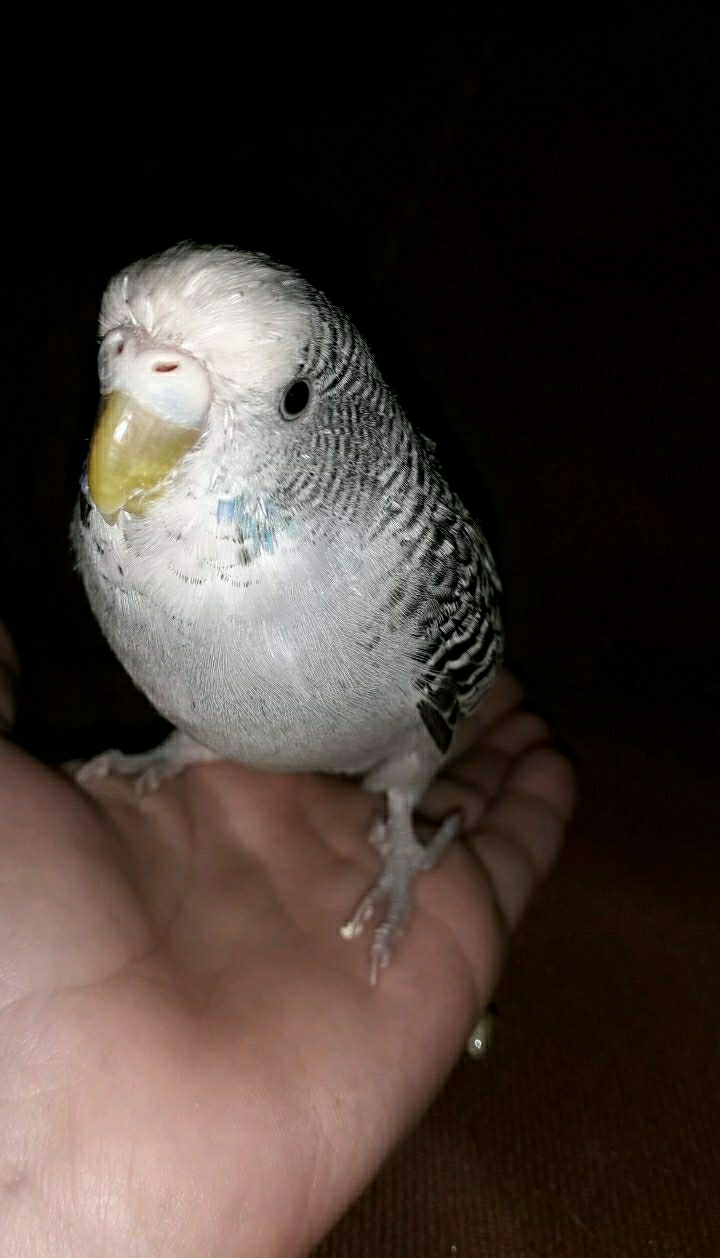 Sahin