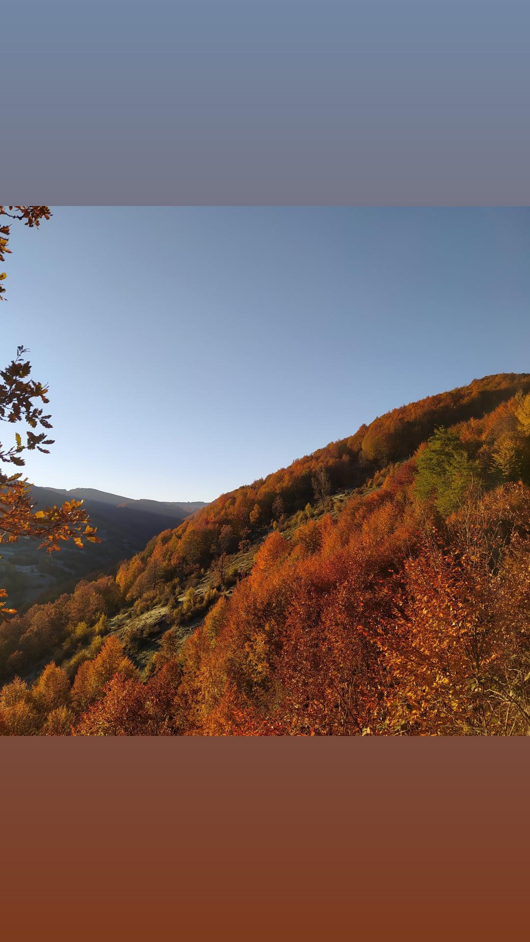 Gül