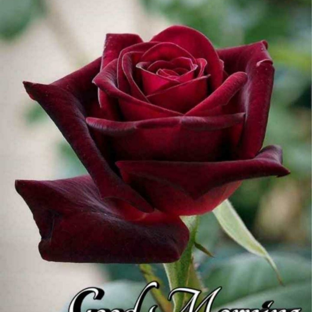 Seema