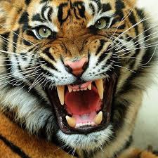 Mazhar