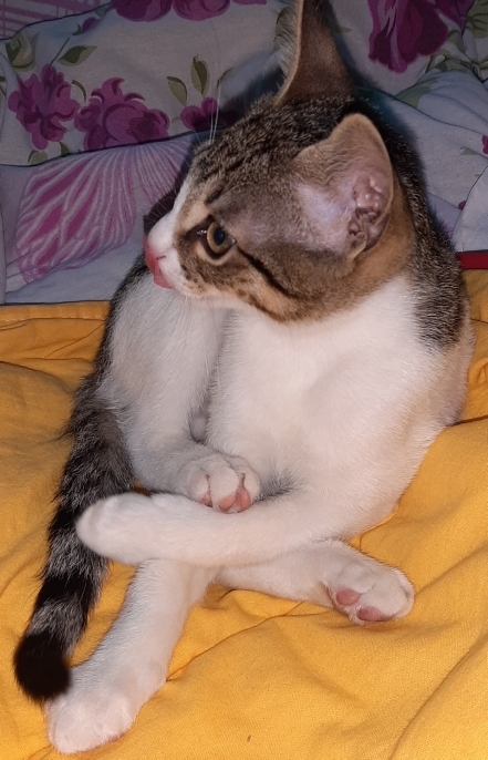 Kezban