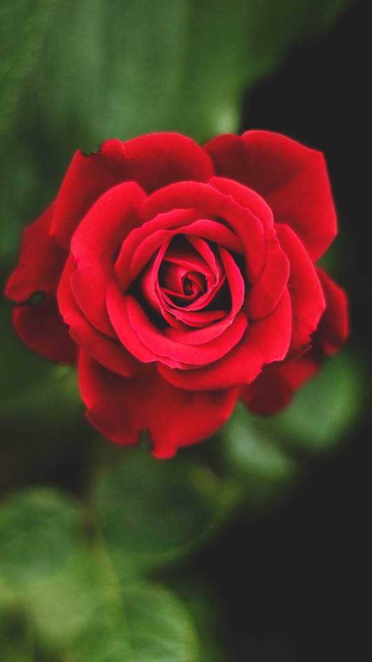 Ratna