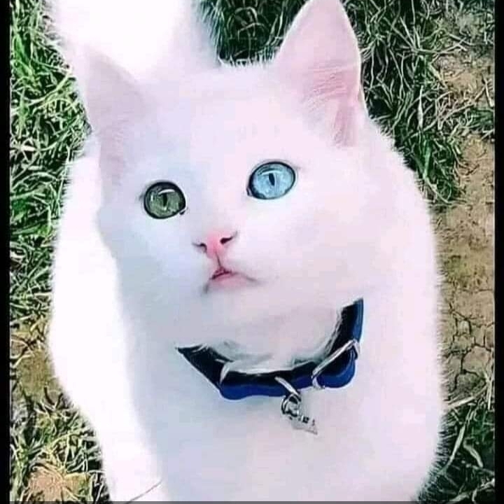 SATU