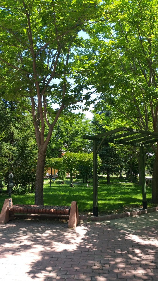 Papatya