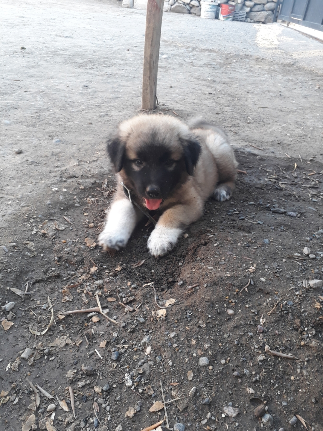 Ferdi