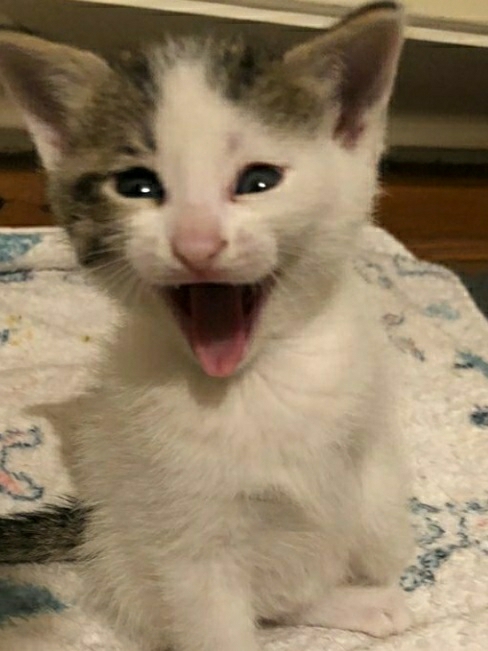Eda