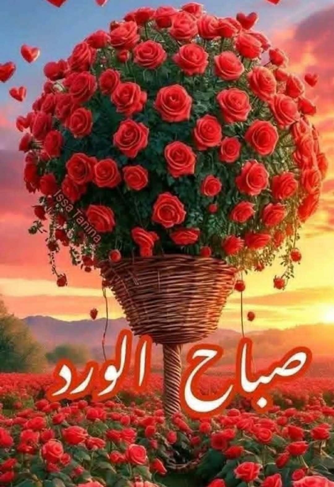 Saam