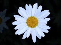 Filiz