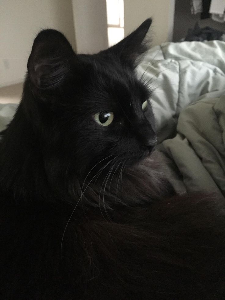 Nelson