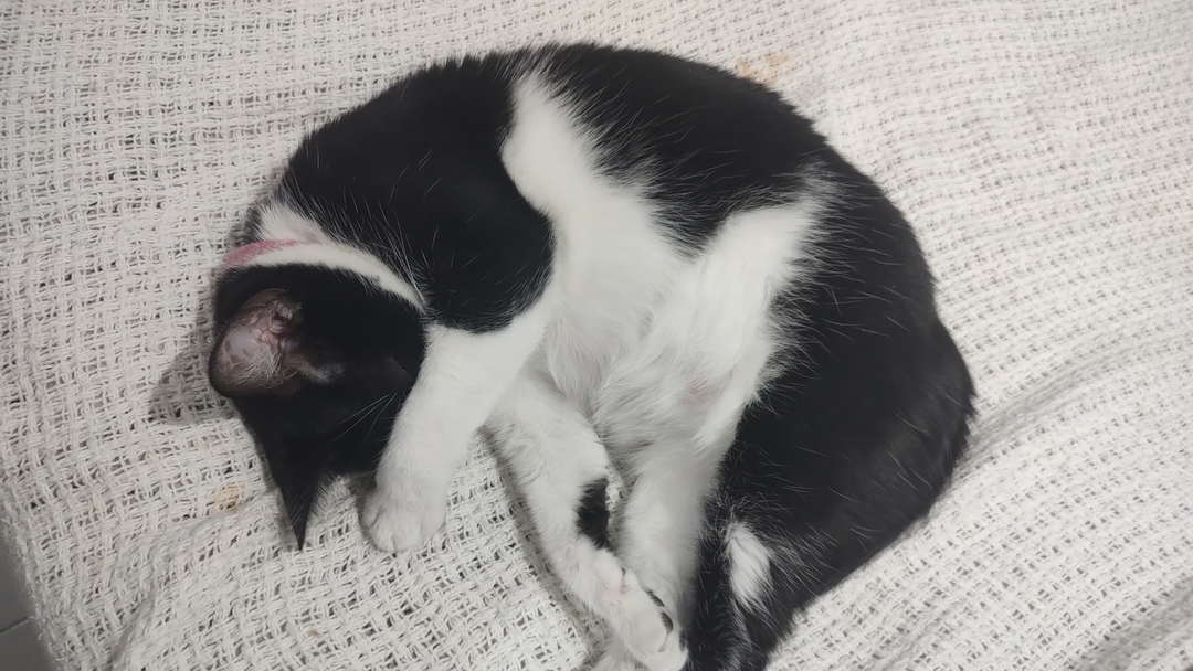 Luis