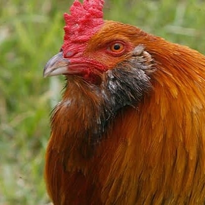 Aykut