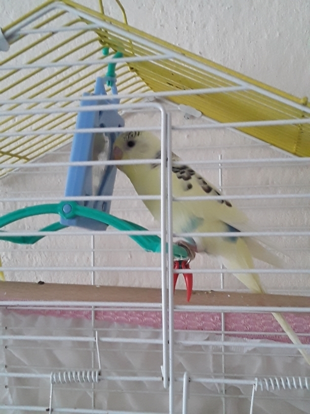 Hatice
