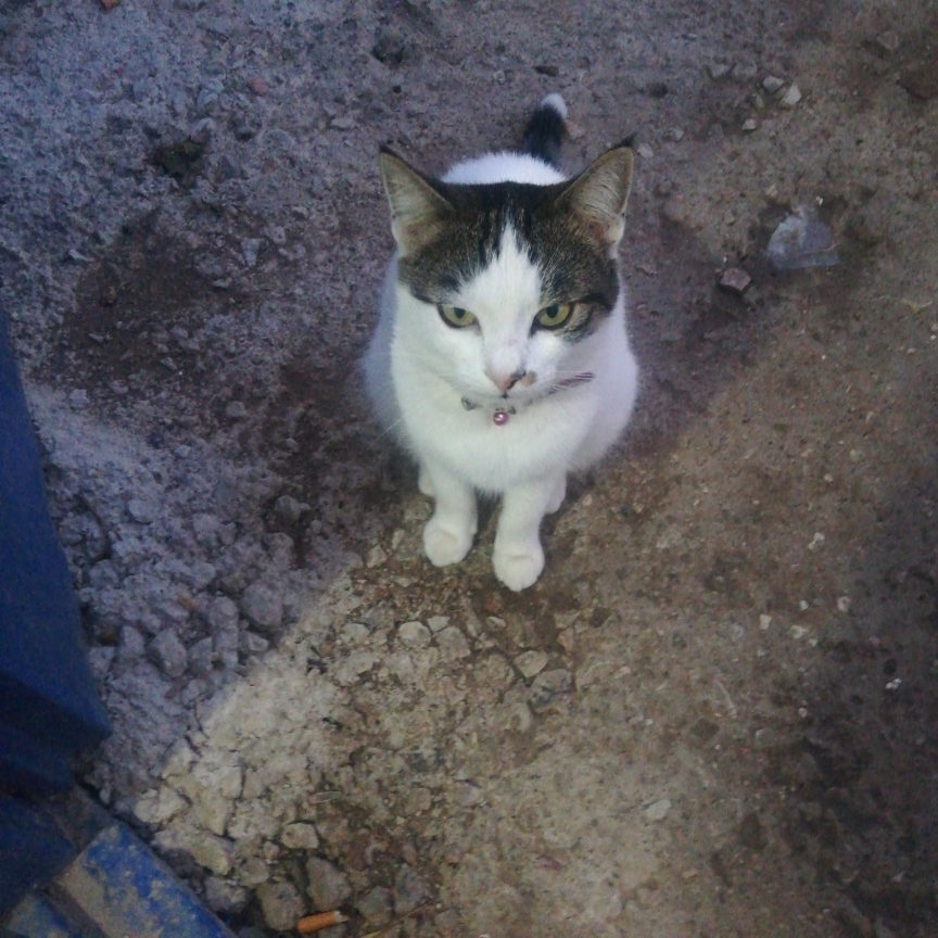 Cafer